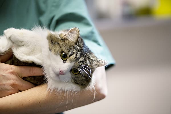 Chat qui a du mal à respirer