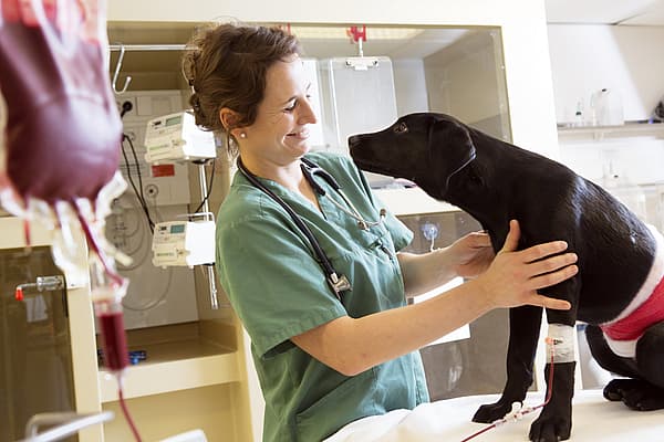 Une personne tenant un chien.