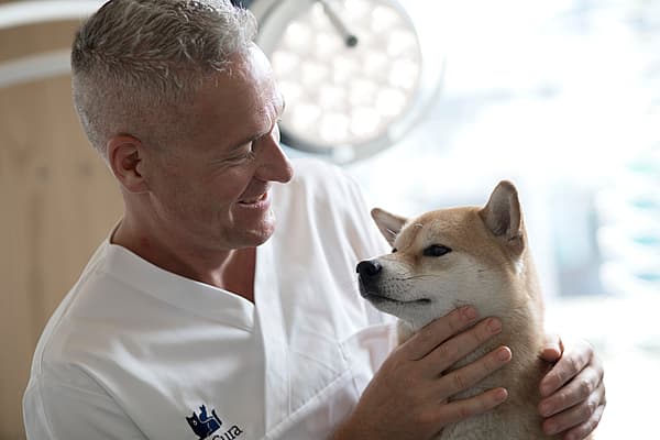 Arthrose chez le chien