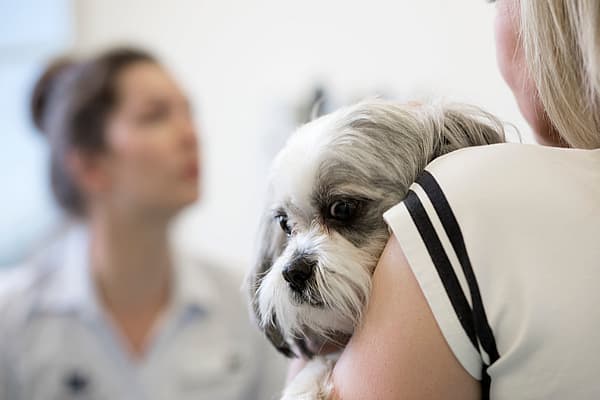 Insuffisance cardiaque chez le chien