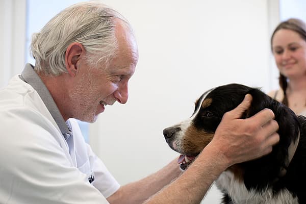 Épilepsie chez le chien
