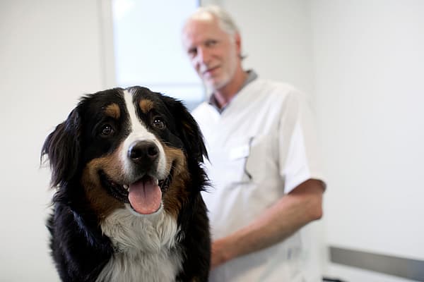 Castration du chien