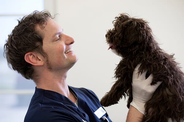 Souffle cardiaque chez le chien