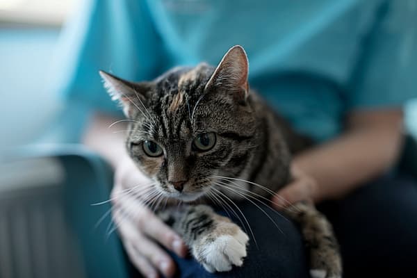 Empoisonnement au chocolat chez le chat