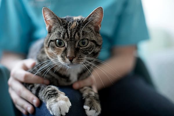 Retrait d'un membre (Amputation) chez le chat
