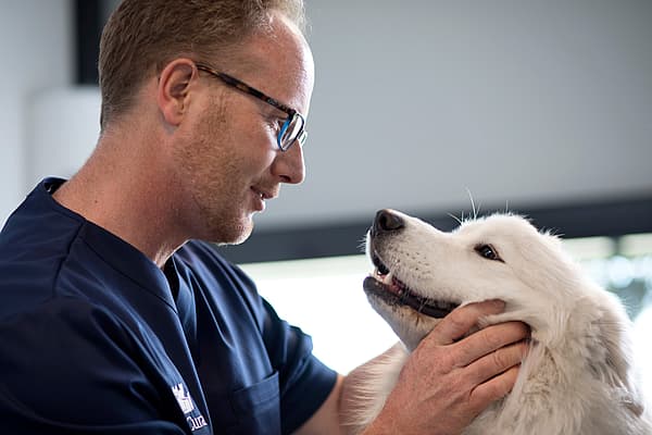 Allergies chez le chien
