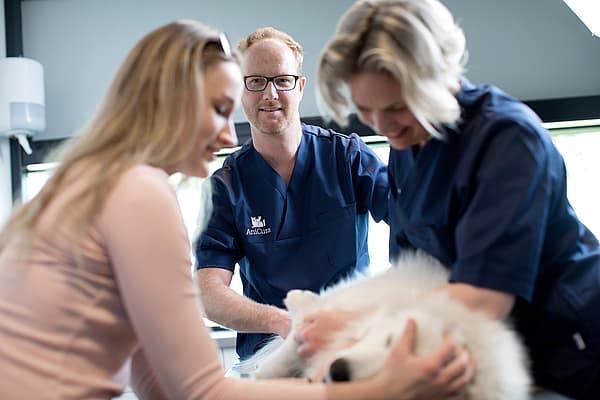 Grossesse nerveuse chez le chien