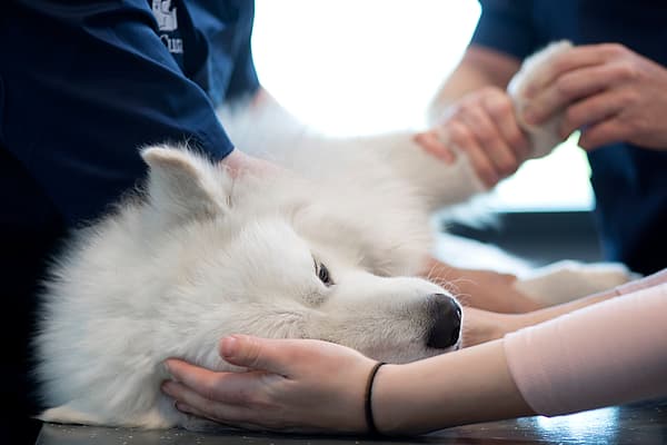 Dysplasie de la hanche chez le chien