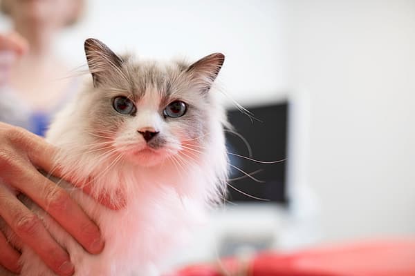 Souffle cardiaque chez le chat
