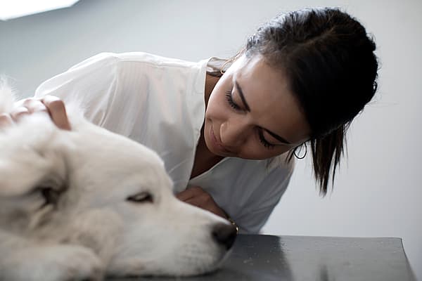 Furoncle chez le chien