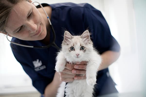 Castration du chat
