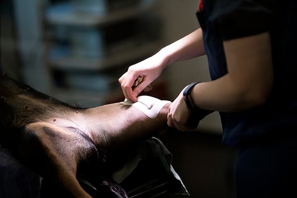 TTA (Opération des ligaments croisés) chez le chien