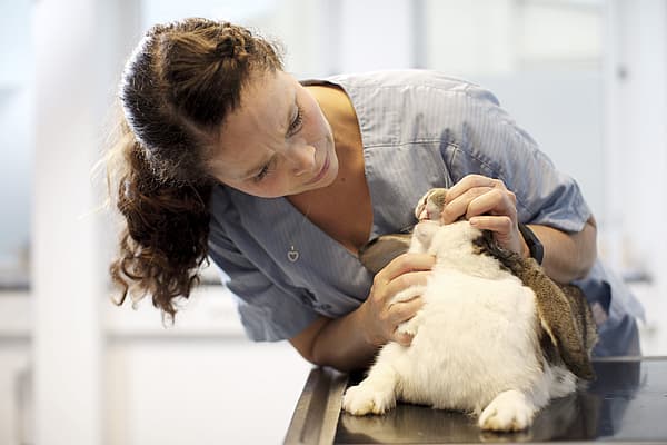 Une personne tenant un lapin.