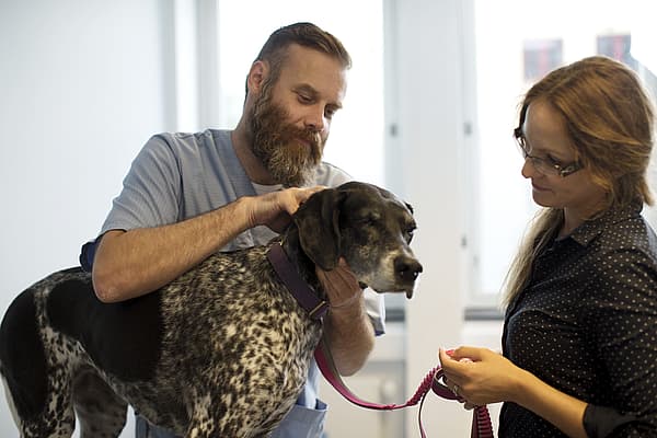 Incontinence urinaire chez le chien