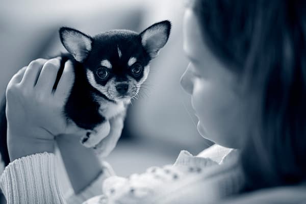 Hernie ombilicale chez le chien