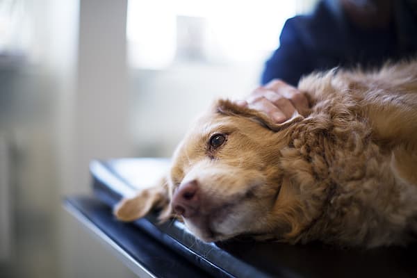 Gastroscopie chez le chien