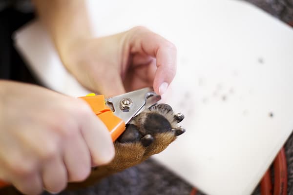 Coupe des griffes chez le chien