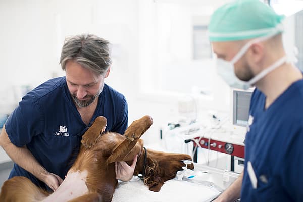 Examen de la reproduction chez le chien