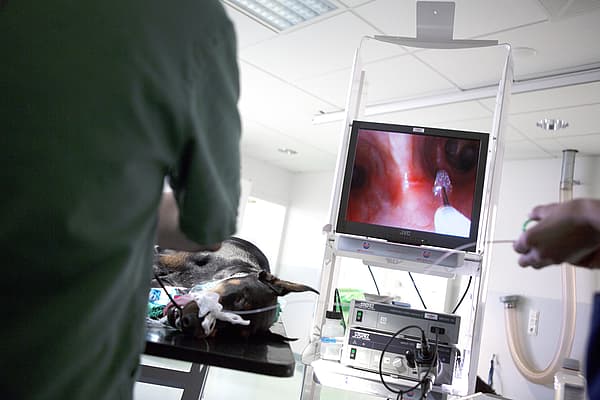 Endoscopie chez le chien