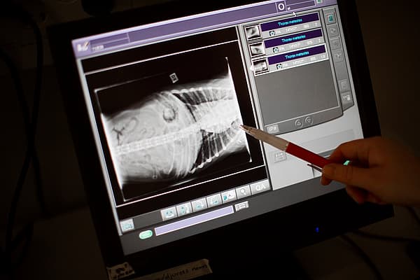 Radiographie chez le chien