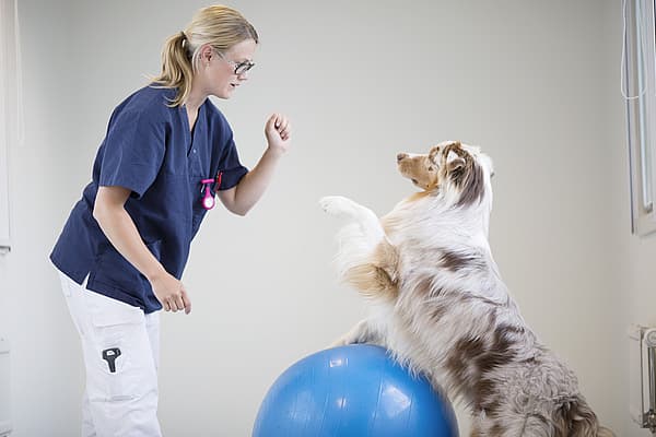 Rééducation fonctionnelle chez le chien