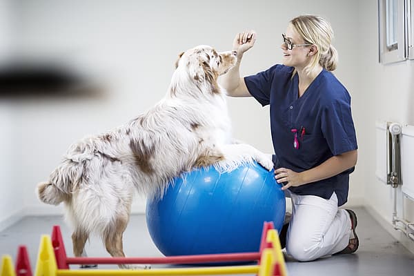 Étirements chez le chien