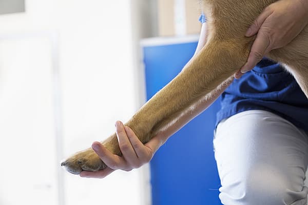 Chirurgie articulaire chez le chien
