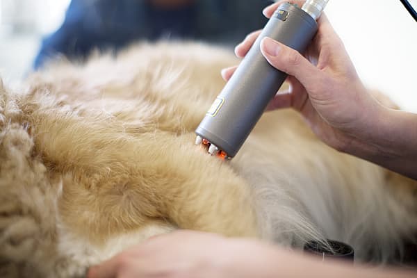 Traitement par la chaleur et par le froid pour le chien