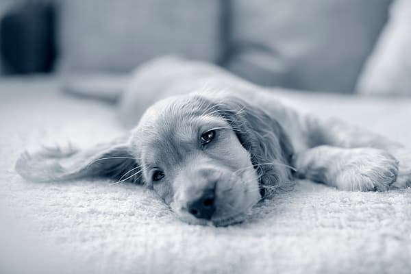 Apprendre à son chiot à rester seul à la maison