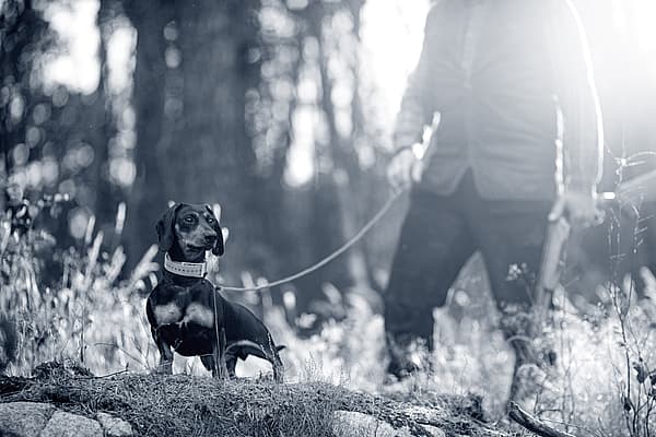 Anaplasmose chez le chien