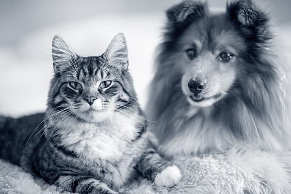 Anémie hémolytique à médiation immunitaire (AHMI) chez le chien ou le chat