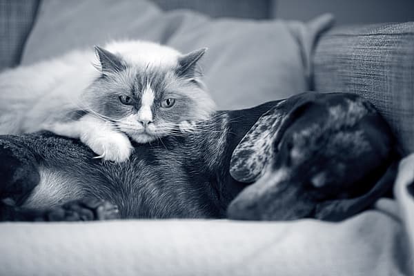 Un chat couché sur un chien.