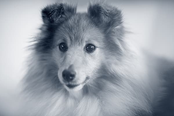 Examen neurologique chez le chien