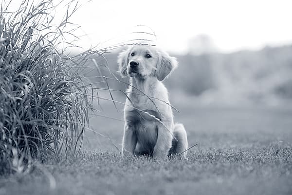 Cryptorchidie chez le chien