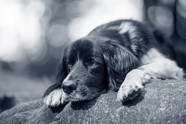 Un chien allongé sur un rocher.