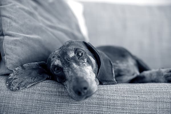 Prévenir l'obésité chez son chien