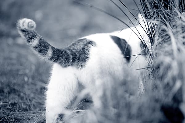 Constipation chez le chat