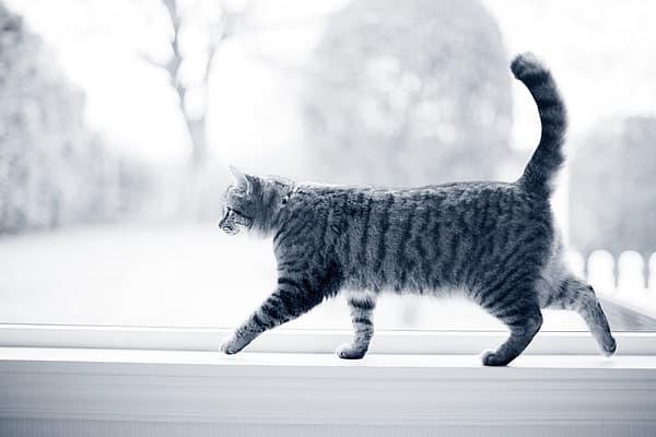 Poux chez le chat