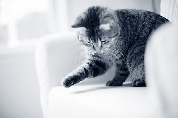 Détartrage du chat
