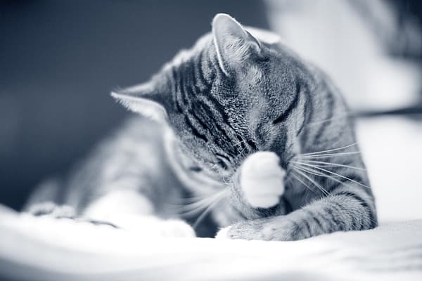 Cataracte chez le chat