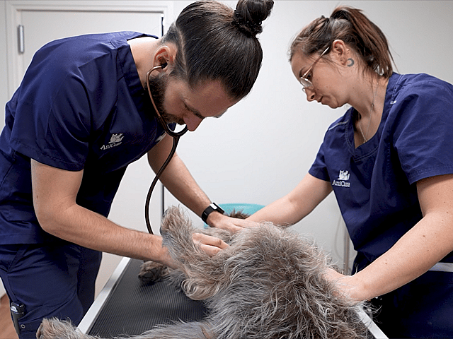 Une personne portant un gommage et un stéthoscope examinant un chien.