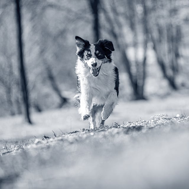 Un chien qui court dans l’herbe.