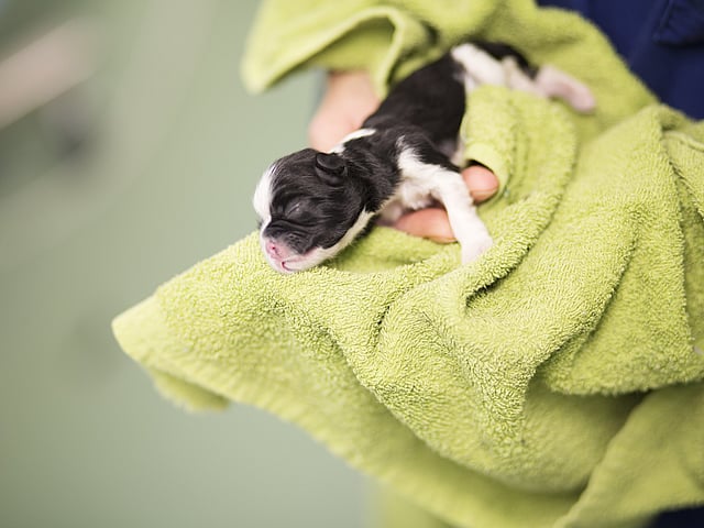 Une personne tenant un chiot.