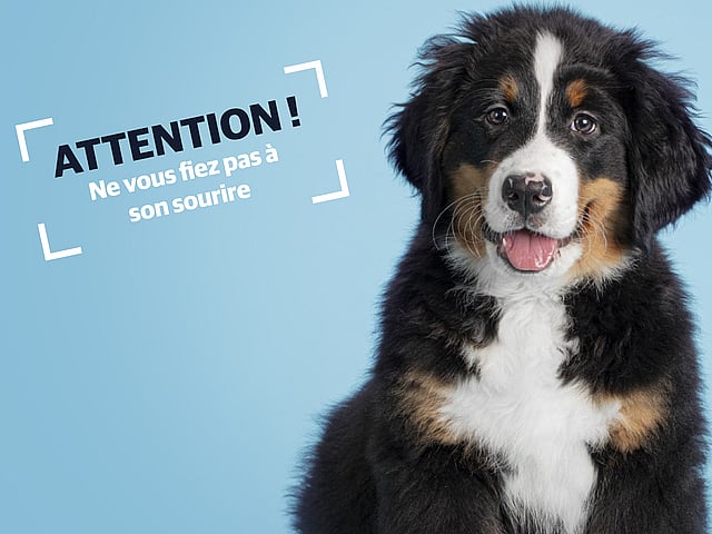 Un chien regardant la caméra.