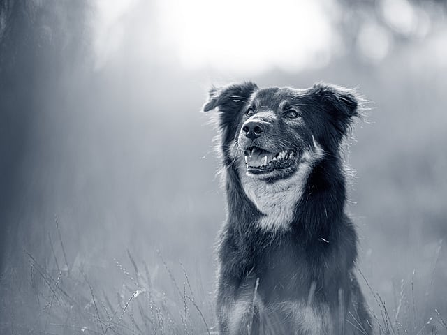 Un chien assis dans un champ.