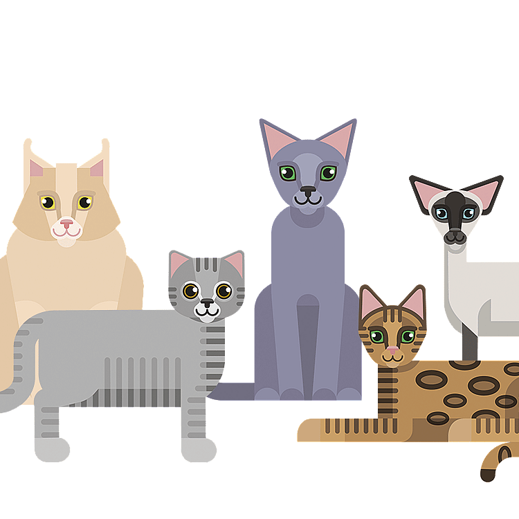 Un groupe de chats sur fond noir.