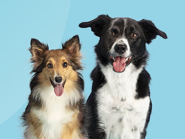 Deux chiens assis l’un à côté de l’autre.