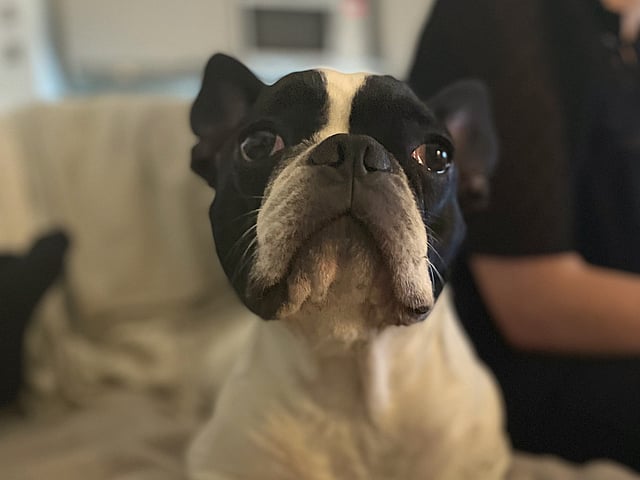 Un chien assis sur un canapé.