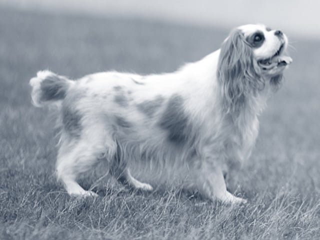 Cavalier King Charles Spaniel