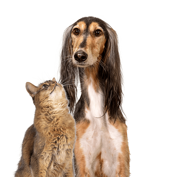 Chien et chat